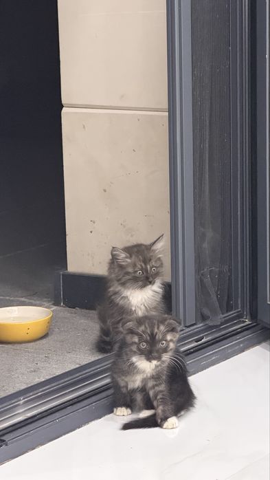 Красивые котята