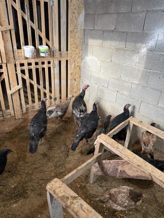 Индюк домашний продам