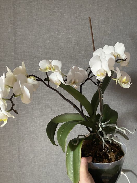 Орхидея   Комнатный цветок