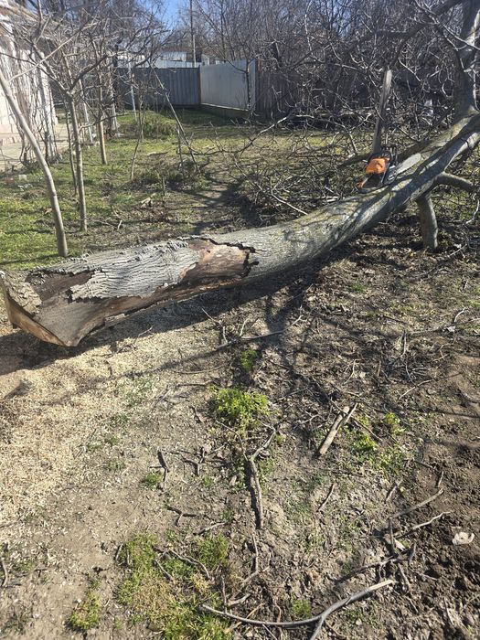 Trunchi nuc  4.5 metri lungime 37 diametru