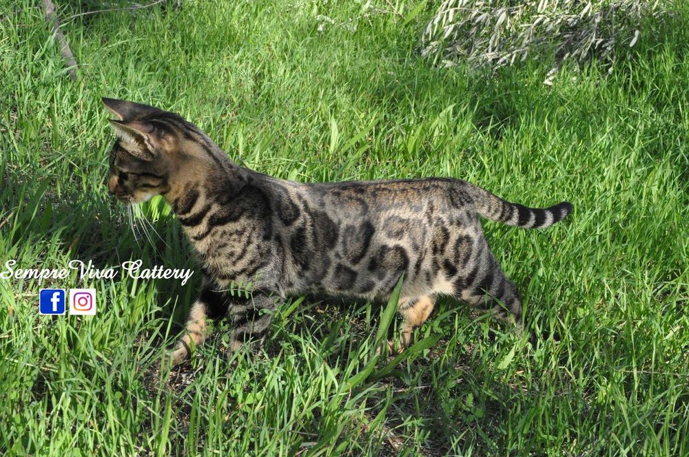 Бенгалска котка женска