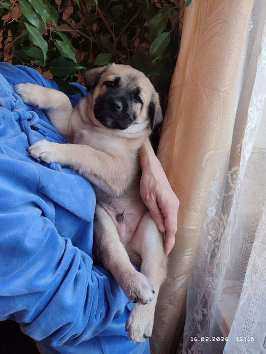 Щенки в добрые руки