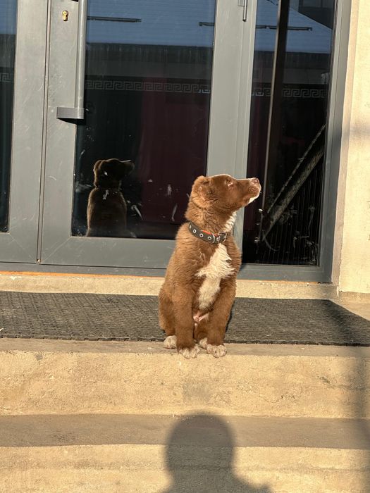 Щенок казахский тобет