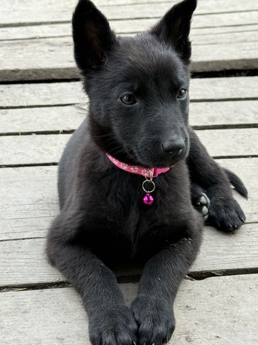 Catelusa ciobanesc german cauta familie iubitoare