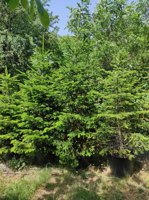 Фиданки Ела до 3 метра