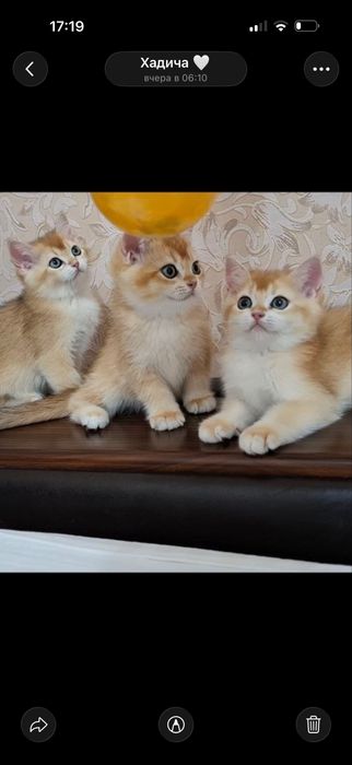 Mushuk bolalari toza qon shinshillalar ota ona toza zotli ishonchli