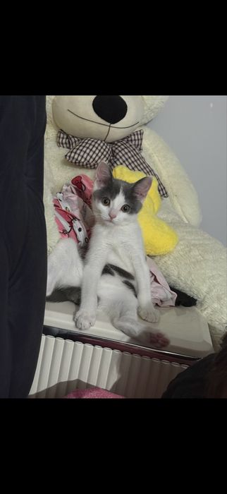 отдам котенка в добрые руки