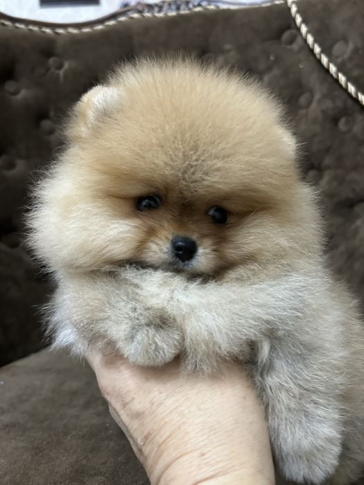 Померанский шпиц