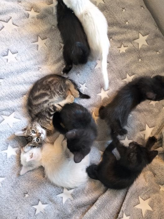 Котята бесплатно!!