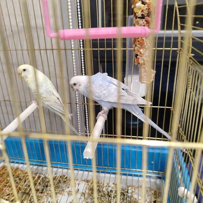 Продаю попугаев срочно