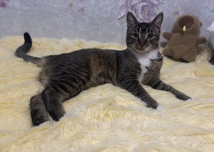 Кот в добрые руки