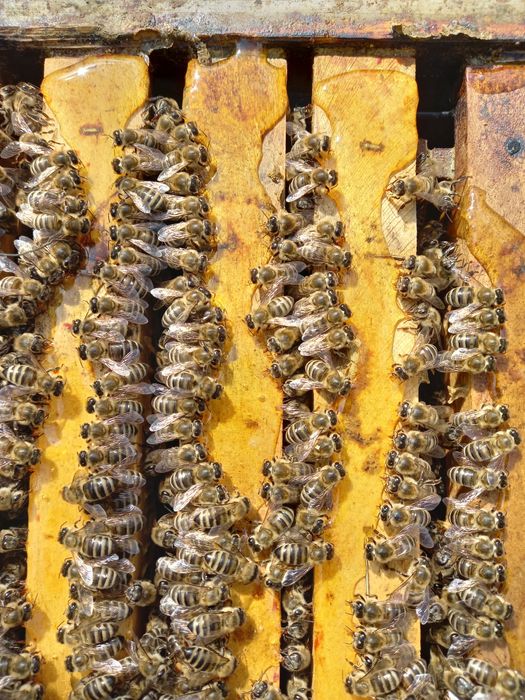 Натурален пчелен мед 7 лв.