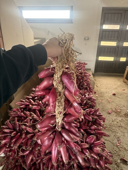 Ceapa rosie de buzau de apa impletita la funie