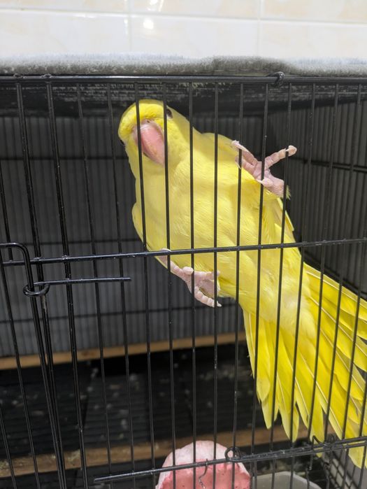 Ожереловый попугай