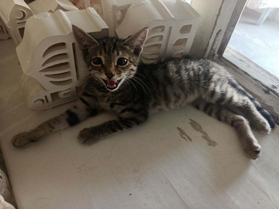 Отдам котенка в добрые и заботливые руки