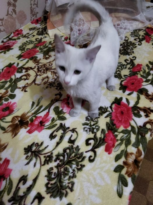 Отдается кошечка в добрые руки