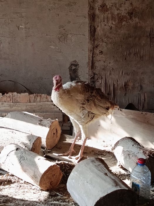 Kurka индук сотилади