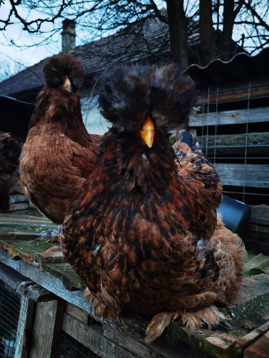 Vând ouă de la găini moțate încălțate și cu barbă