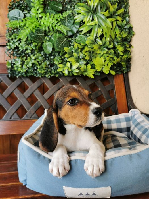 Beagle fetiță superba