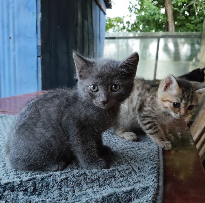 Отдам котят в хорошие руки