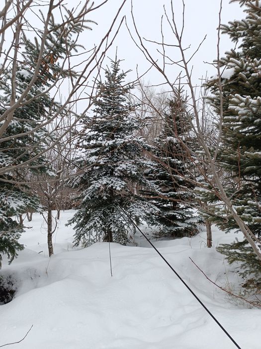 Продам ели  (разные)