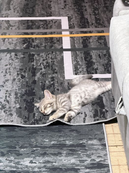 Отдам бесплатно 2 котят