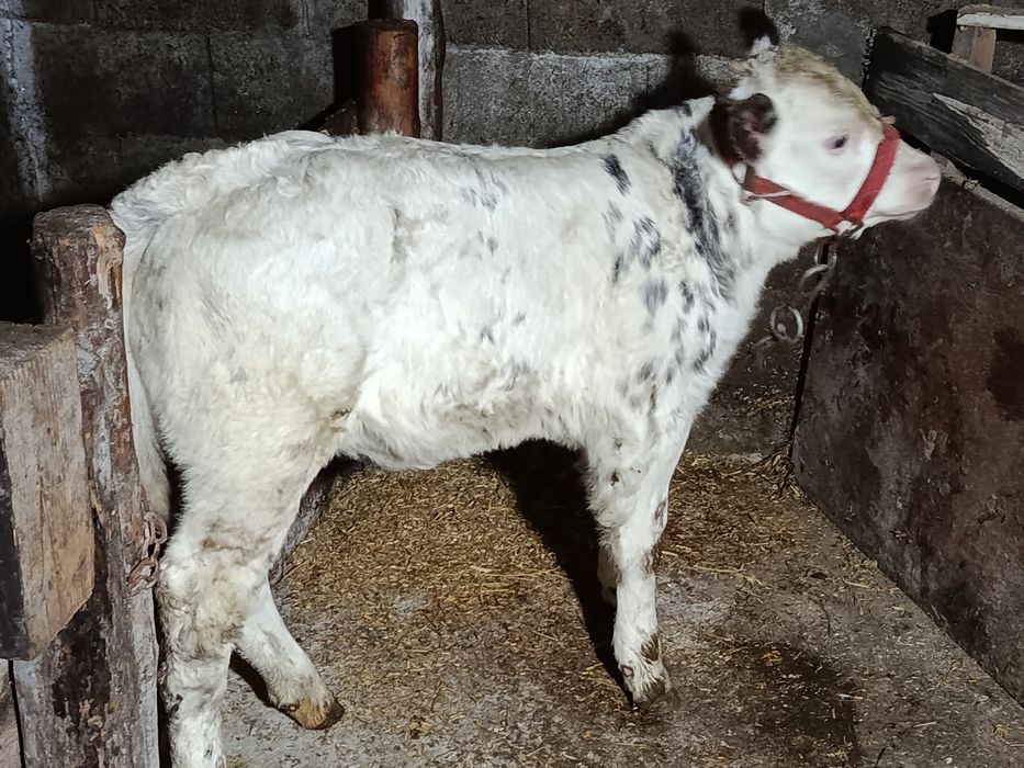 Vând vițică frumoasă