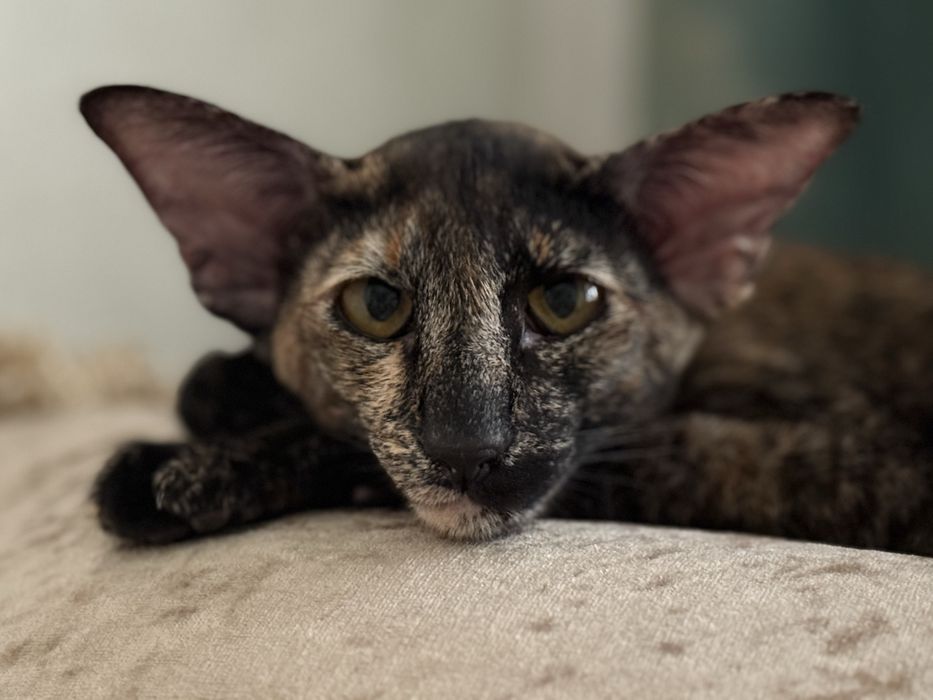 Ориентальная кошка Вязка