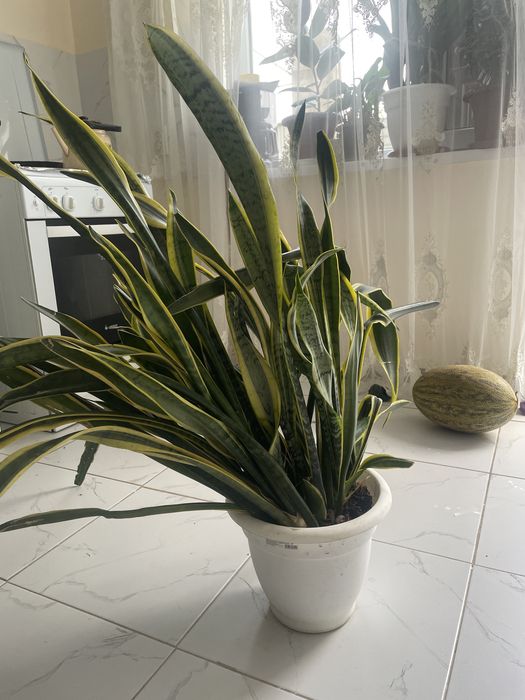 Цветы комнатные.Домашние цветы.