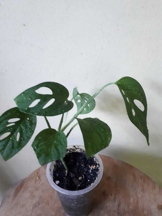 Монстера, Monstera