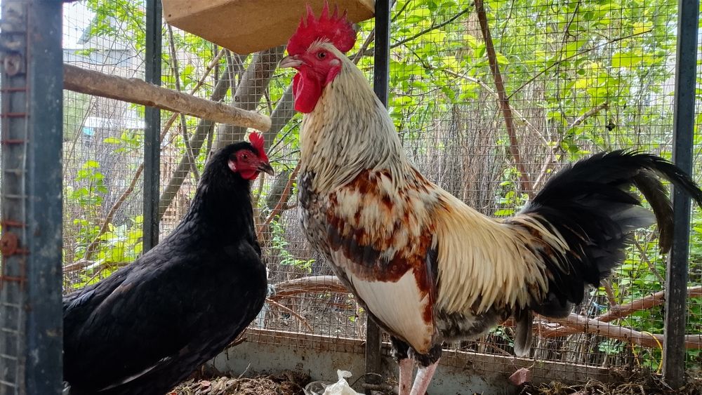 Xonaki tovuqlar brama kulangi