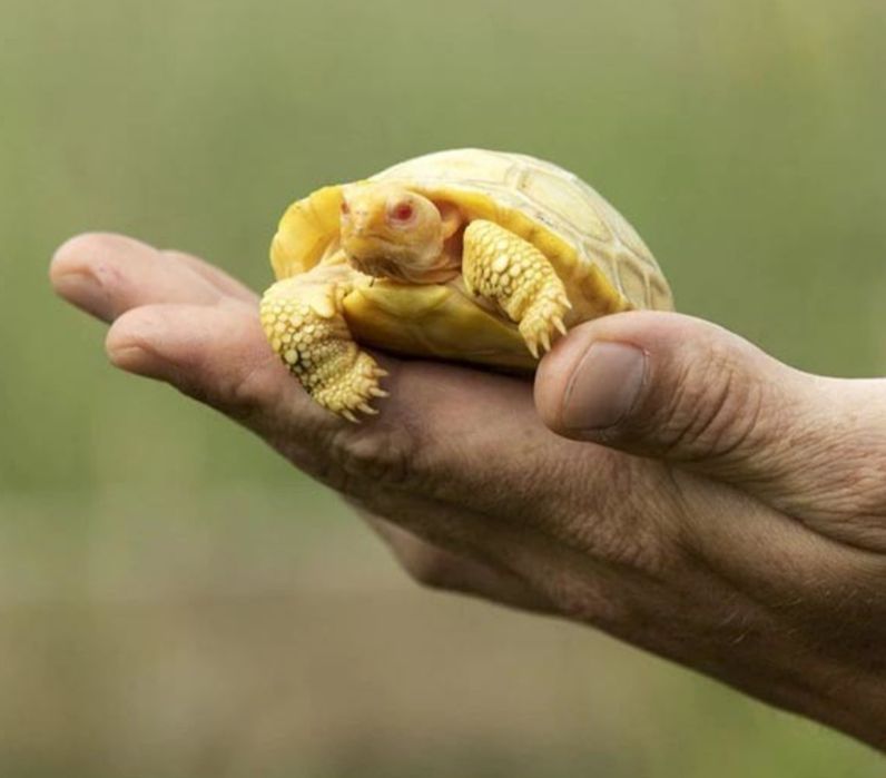 Черепаха сухопутная