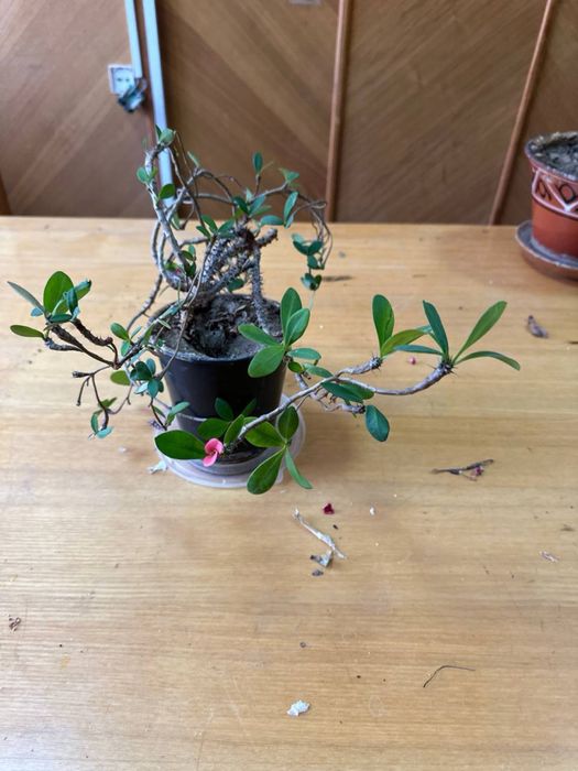 Цветы в горшках (комнатные растения)