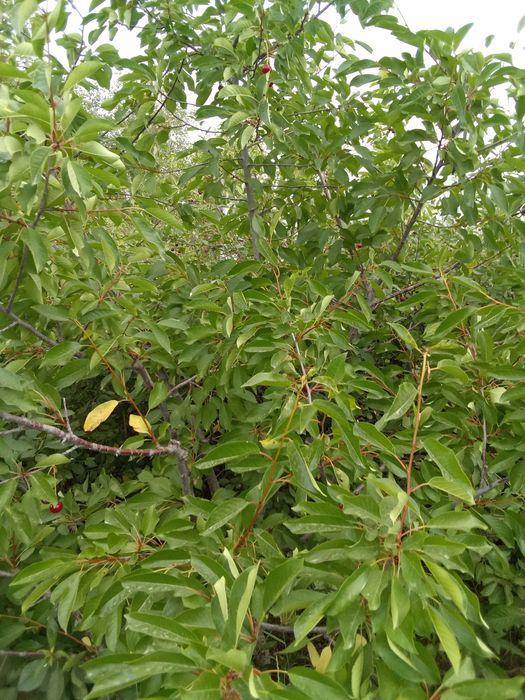 Дачный земельный участок городе