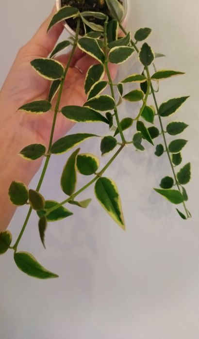 Хойя nabawanensis, Пахиклада альба, Лиза и др