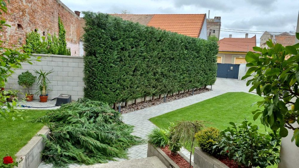 Întreținere Grădini: Tuns Gazon, Gard Viu, Toaletare Pomi & Curățenie Generală