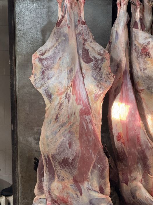 Мясо Говядины только ОПТОМ ТУШАМИ