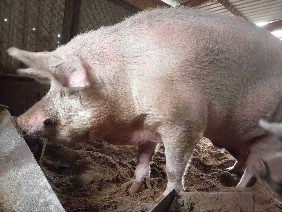 Продам свиней на мясо.