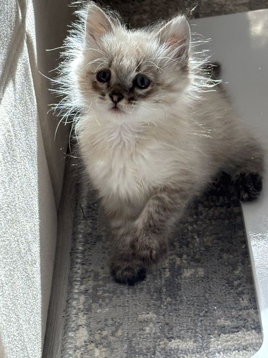 отдам котенка в добрые руки
