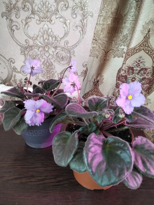 Продам фиалки красивый сорт