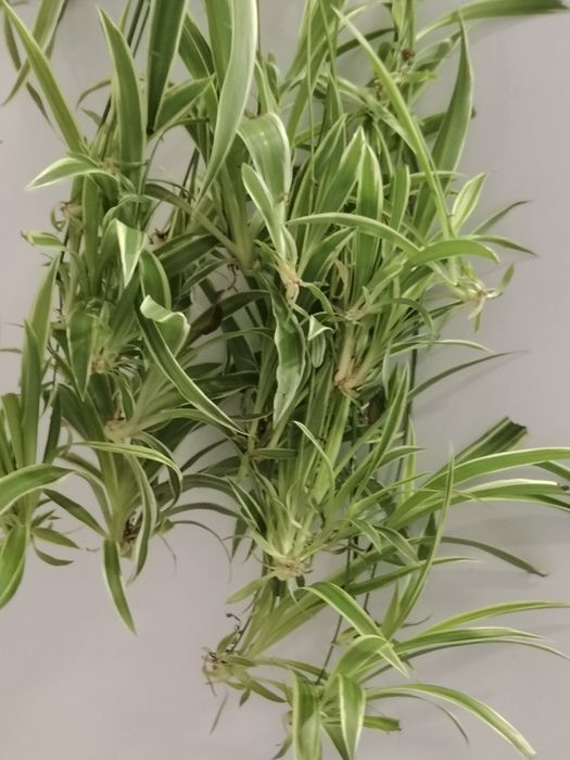 Хлорофитум цветок