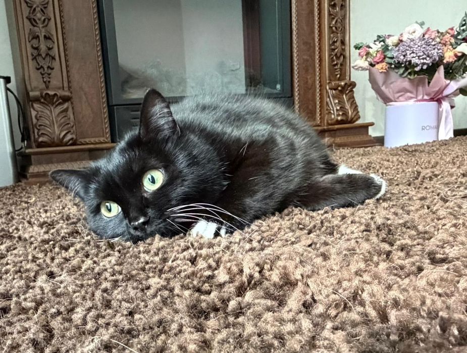 Отдаю в хорошие руки