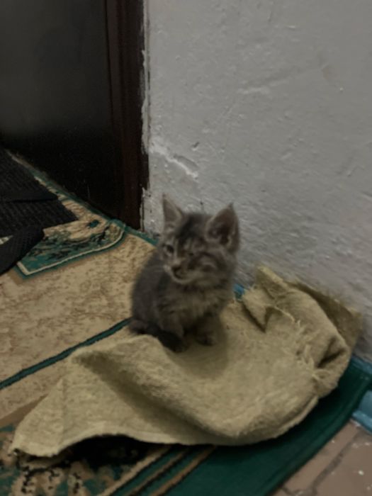 Котенок отдам в добрые руки