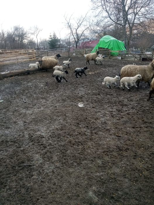 Oi bucălai de vânzare