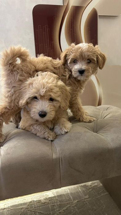 Щенки Мальтипу,    2 мес , мальчик и девочка