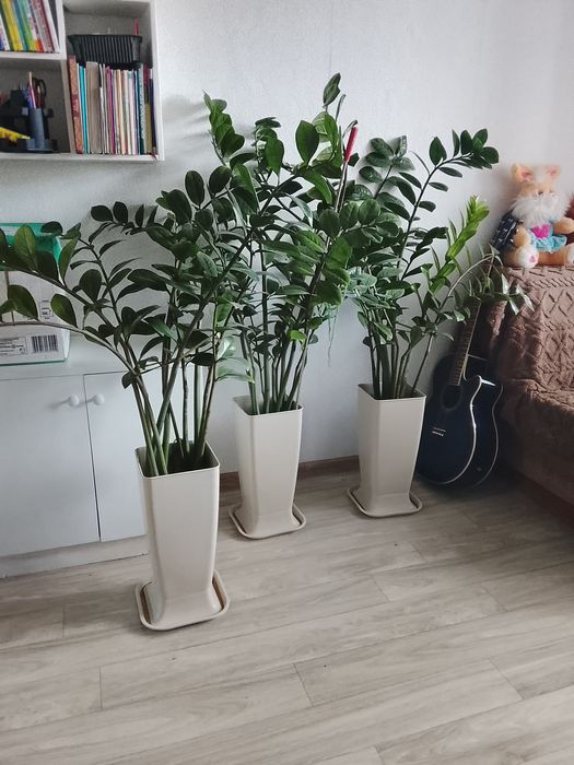 Продам замиокулькас, пеперомию, фикус