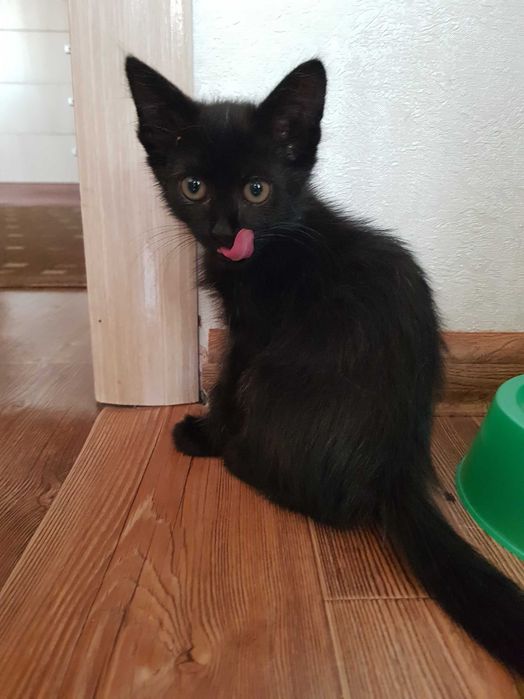 Котенок ишет дом