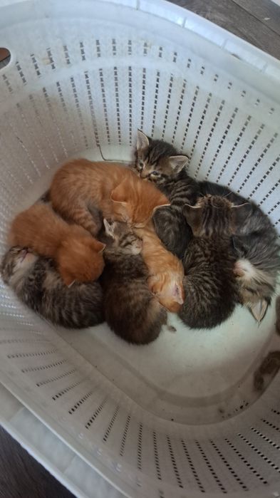 Отдам котят бесплатно