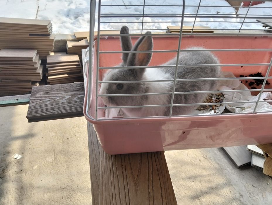 Кролик домашний 10000 тыс