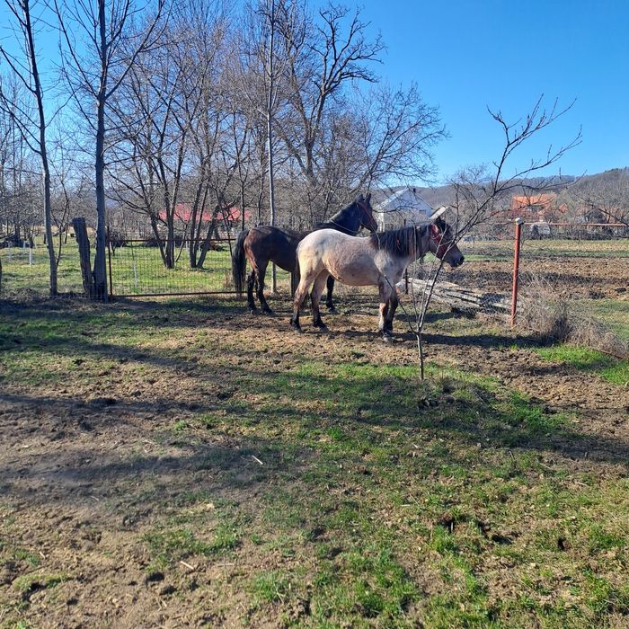 Vânzare manzuca un an si șase luni